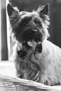 Headshot for Ranger (Dog) Fedorchuk